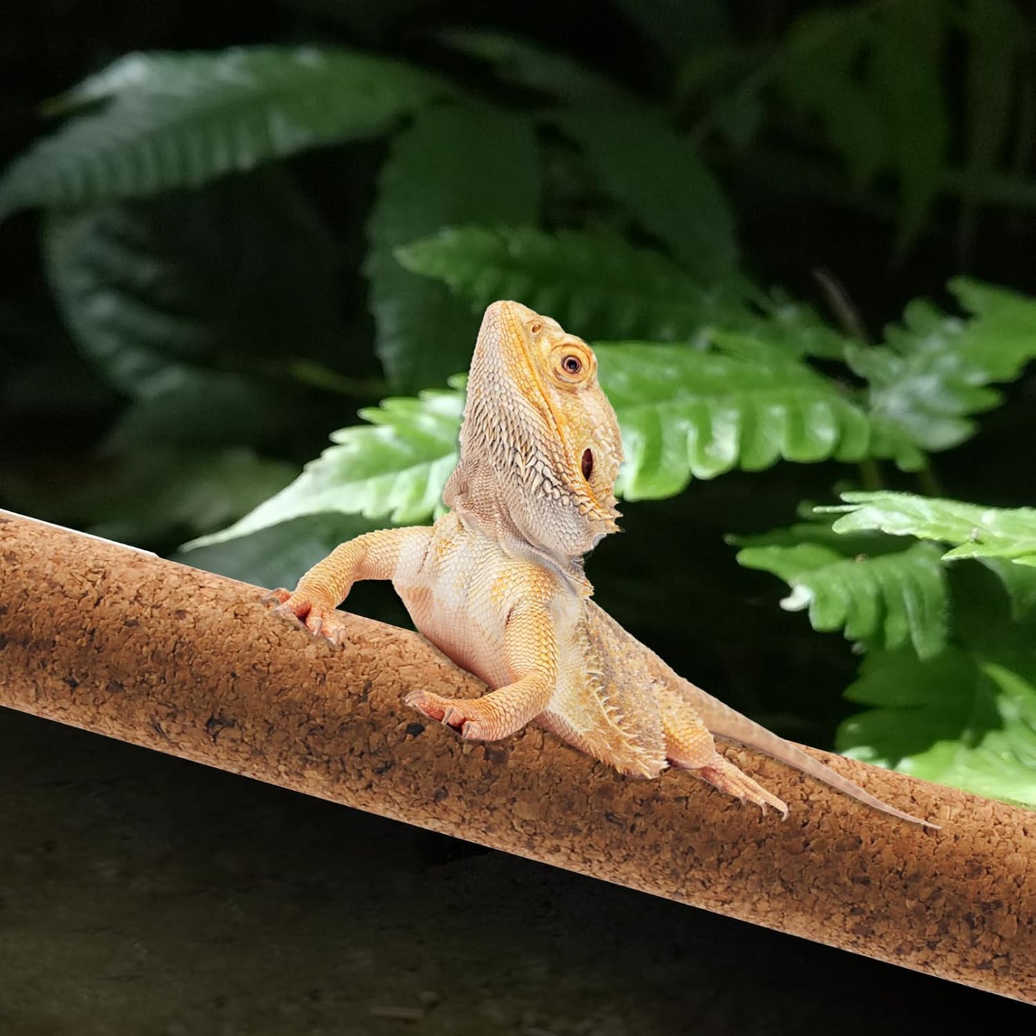 PINVNBY 2 Pcs Reptile Branches for Climbing,Natural Lizard Cork Stick Bearded Dragon Tree Branch Habitat Log Decor for Tree Frog Snake Crested Gecko Spider Chameleon