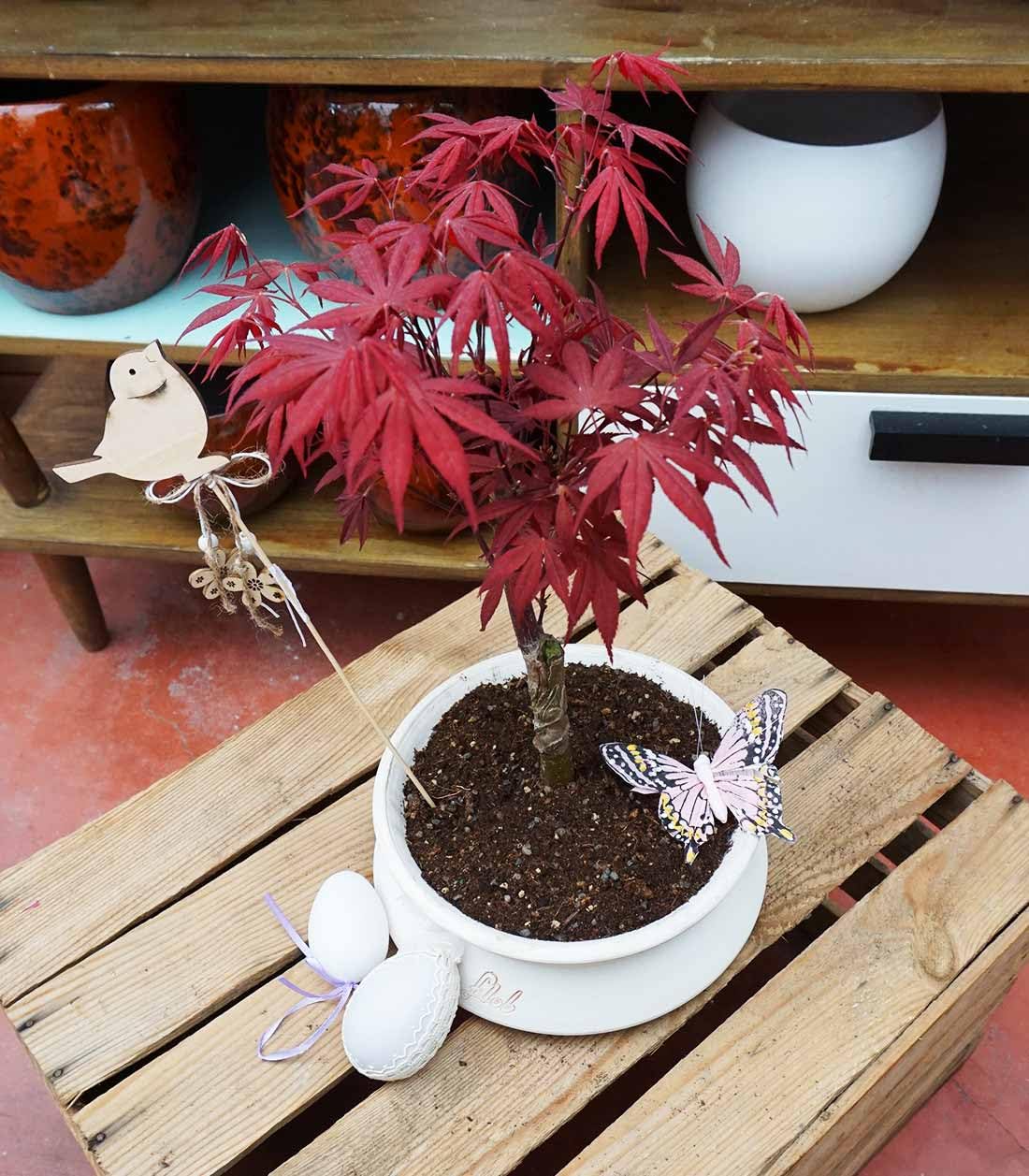 FLOB Acero Rosso Giapponese Altezza 30 cm, Pianta Vera, Bonsai- posizionare all'Esterno in Una Zona Luminosa, Vaso Artigianale in Terracotta - Bianco Space