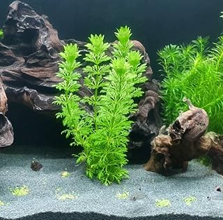 Limpnophila Sessiliflora 5 Dal Kusursuz Akvaryum B