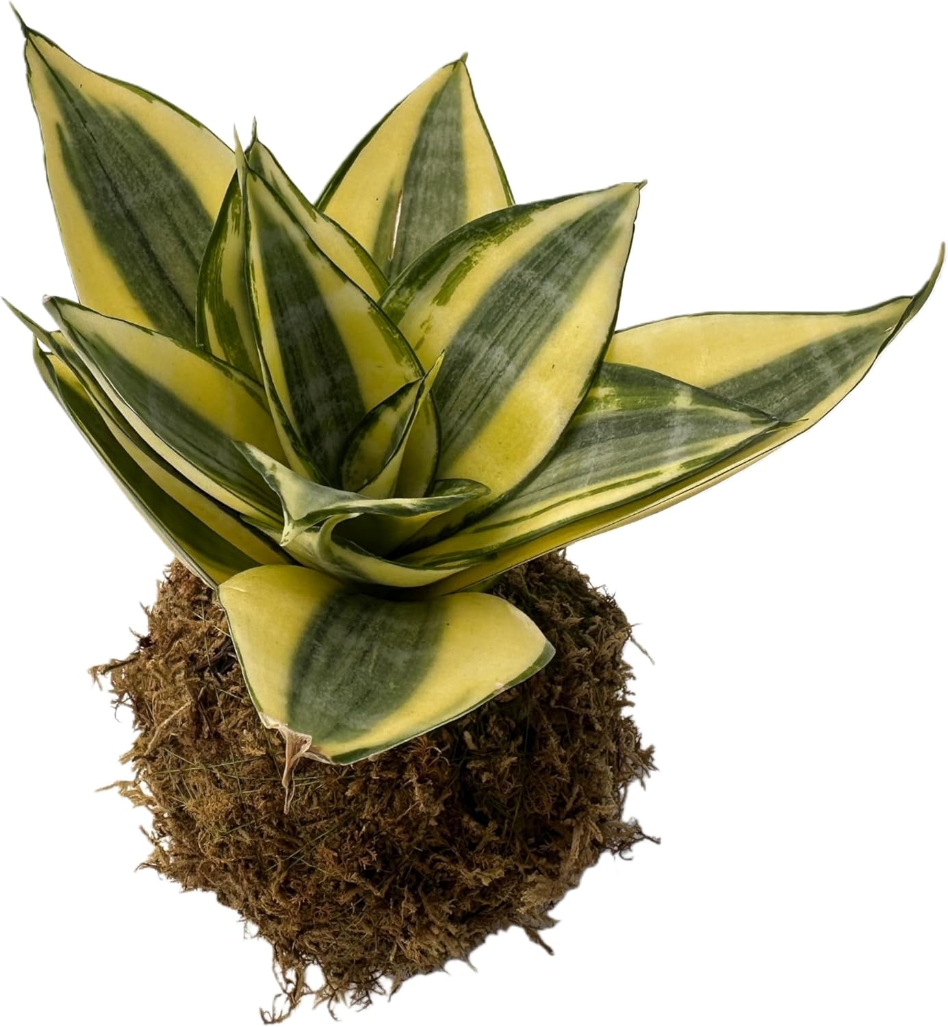 Sprout N Green Sansevieria 'Golden Hahnii' Kokedama with Bowl, Live Snake Plant for Home Office Indoor Outdoor Decoration DIY Projects Party Favor