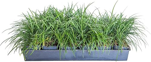 Mondo Grass - Paquete de 18 unidades, cubierta vegetal de hoja perenne, pleno sol a parte, plantas de exterior vivas para plantas de loropetalum
