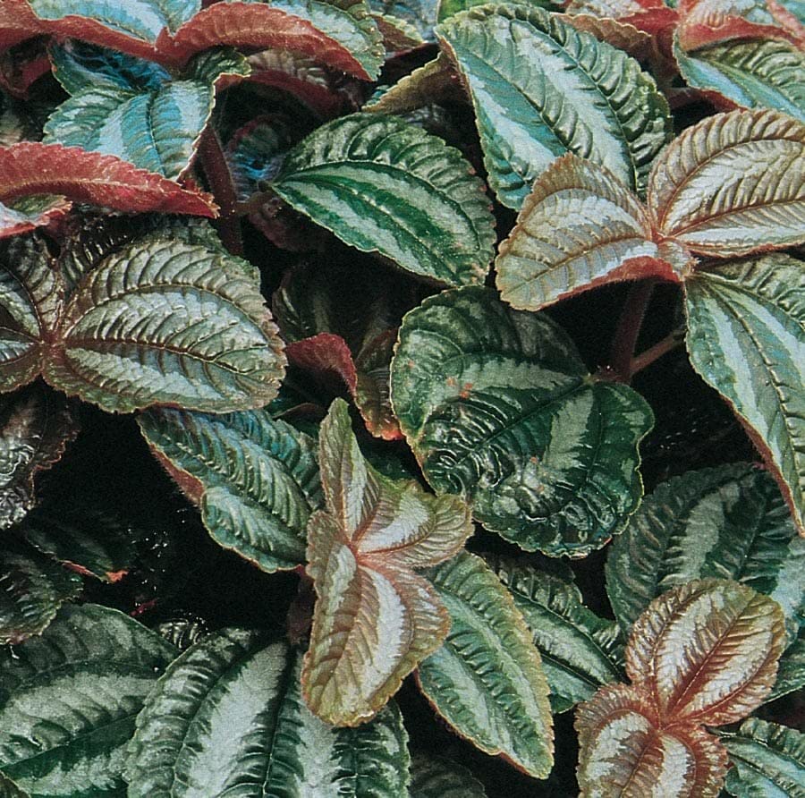 Image of littlejungle Peperomia (Red Pilea) -Live Plant with 5.5 Inches White Decor Pot | Indoor Plants For Home | Office Desk | Live Plants Indoor | Air Purifying Plant | Live Plant With Pot For Home Decor |