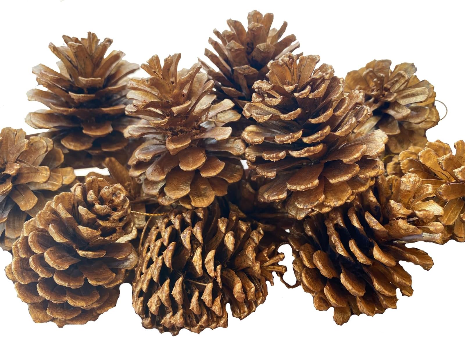 16 Pack Large Natural Pinecones, 1.97" - 2.95" Christmas Ornaments for DIY Crafts, Home Decorations, Thanksgiving Decorations, Fall and Christmas, Wedding Decor(Golden)