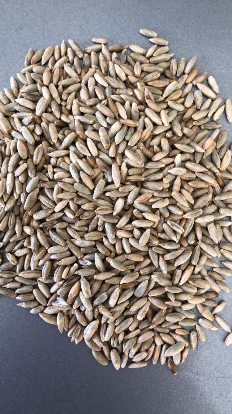 10 lb. Wheat Seeds Brassica Food Plot Seed Turkey Deer Garden Seeds