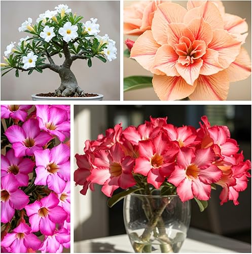 Miniatura 3 de 20 semillas de rosa del desierto de colores mixtos para plantar  Semillas de Adenium Obesum para crecer.. Planta bonsái exótica, flor de rosa