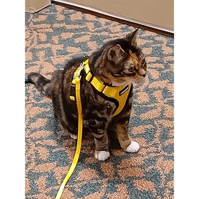 cat harness animates