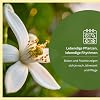 Meine Orangerie Meyer Lemon - Real Citrus Plant - Refined Lemon Tree - Citrus Lemon 'meyeri' - Meyer Lemon - Fruit Ripening Lemon Plant in Gardener Quality (Mezzo [M])