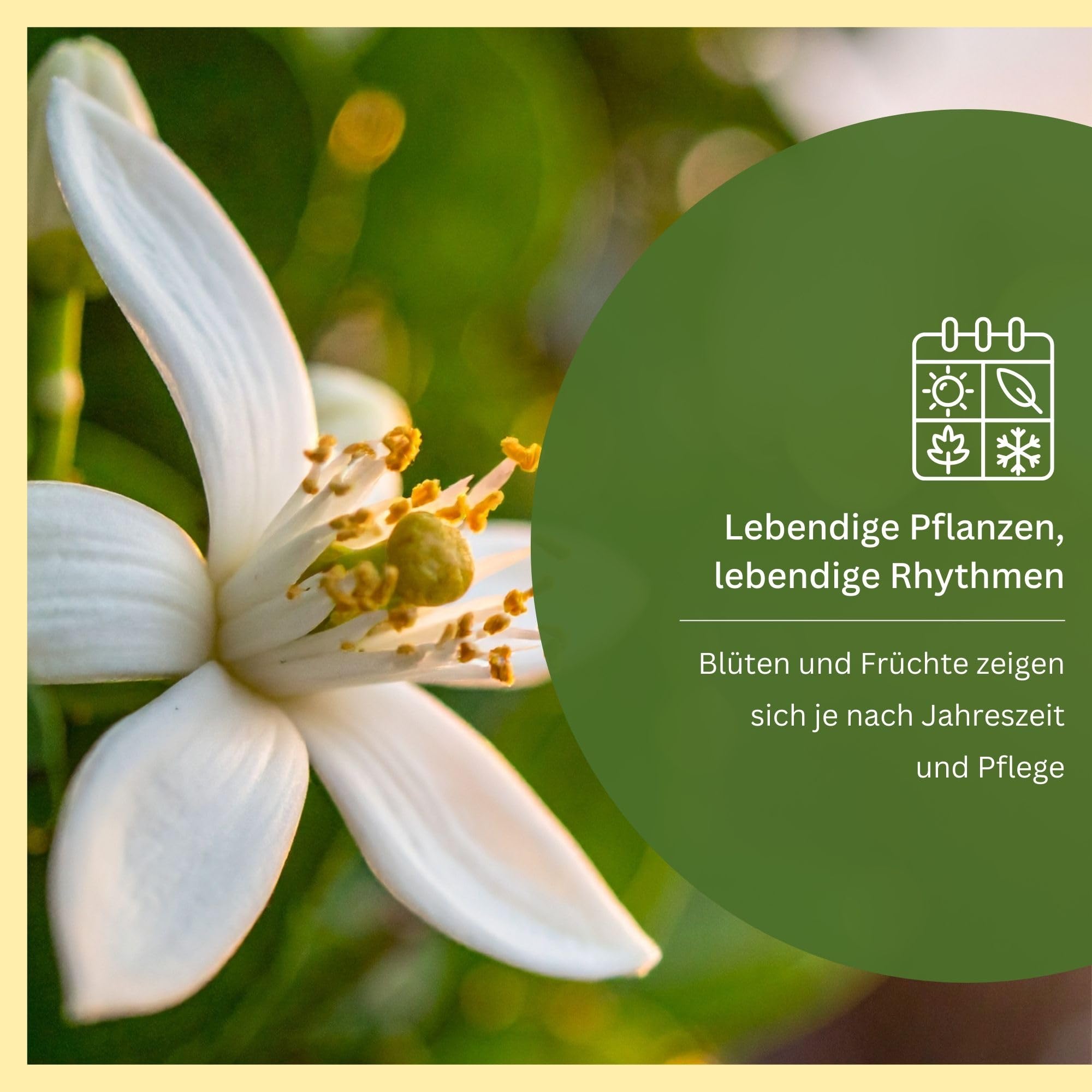 Meine Orangerie Meyer-Zitrone - echte Zitruspflanze - veredelter Zitronenbaum - Citrus limon 'meyeri' - Meyer Lemon - Fruchtreife Zitronen Pflanze in Gärtnerqualität (Mezzo [M])