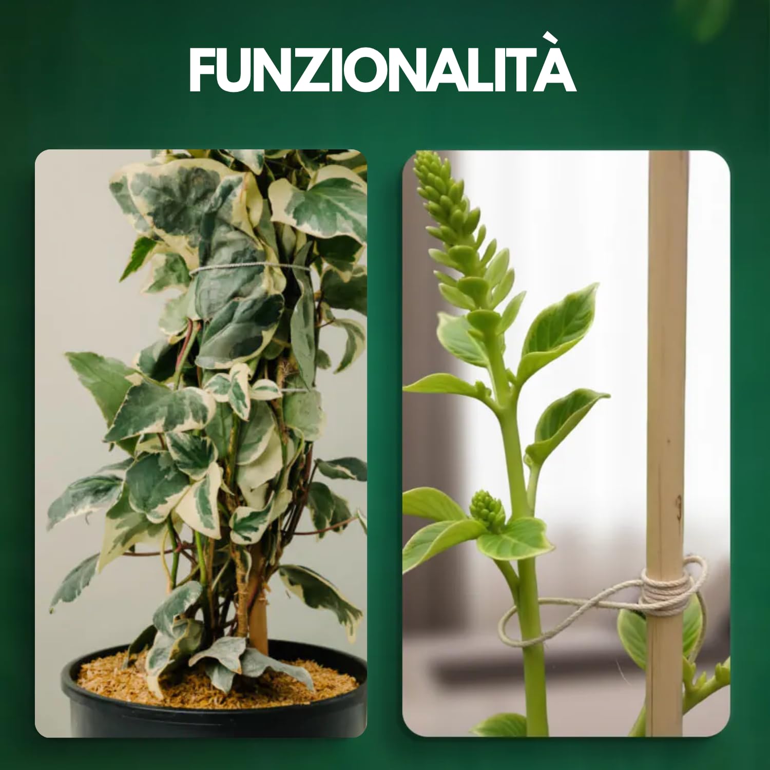 Canne Bambù Giardinaggio Naturali Set 25 Cannette 20/22 Ø x 210 cm Bastoncini Supporto Piante Orto Sostegni Tutore Pali Resistenti Rampicanti Giardino Pomodori Melanzane