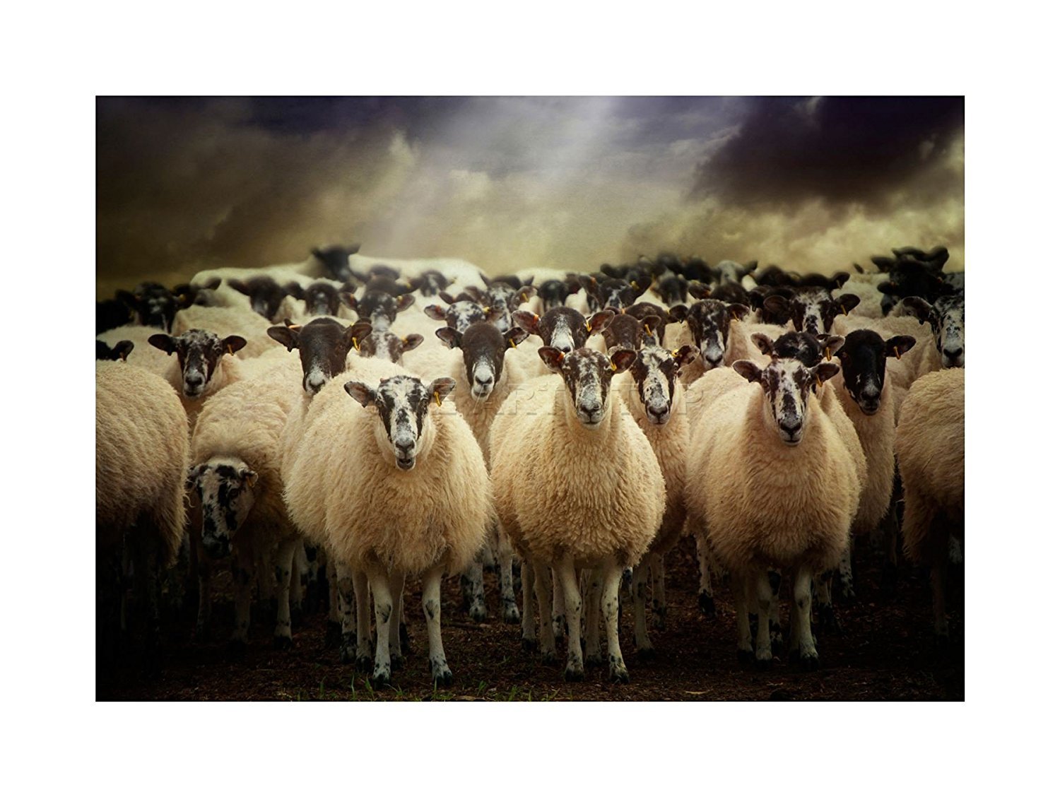 Wee Blue Coo Sheep Flock Farm Animal Photo Wood Frame Picture Gift Wall Art Print