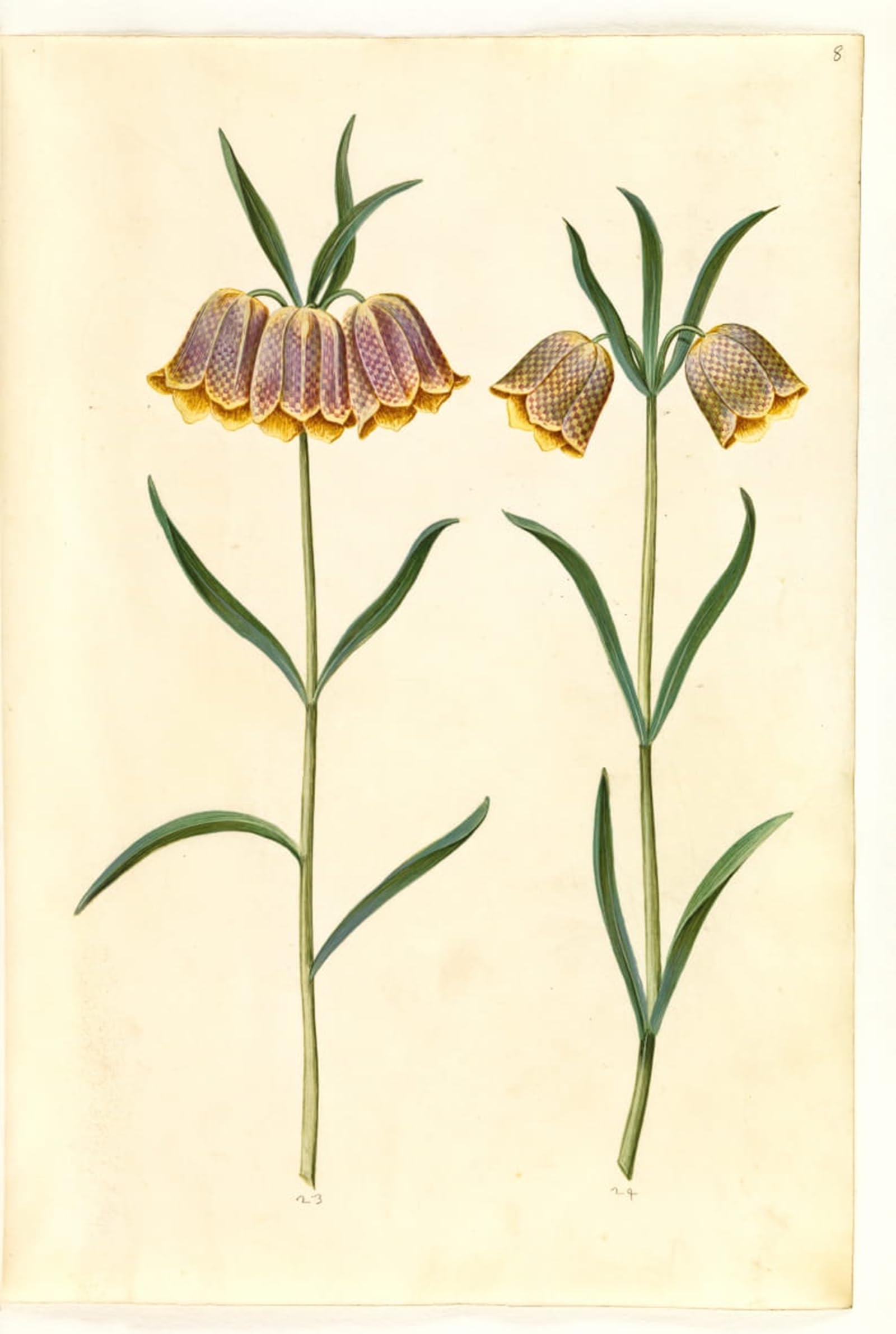 Serendipitp No Frame Vintage Wall Art Canvas Nordic Poster Canvas Print Picture Fritillaria Meleagris By Hans Simon Holtzbecker Wall Art Poster For Home Decor 60X90cm
