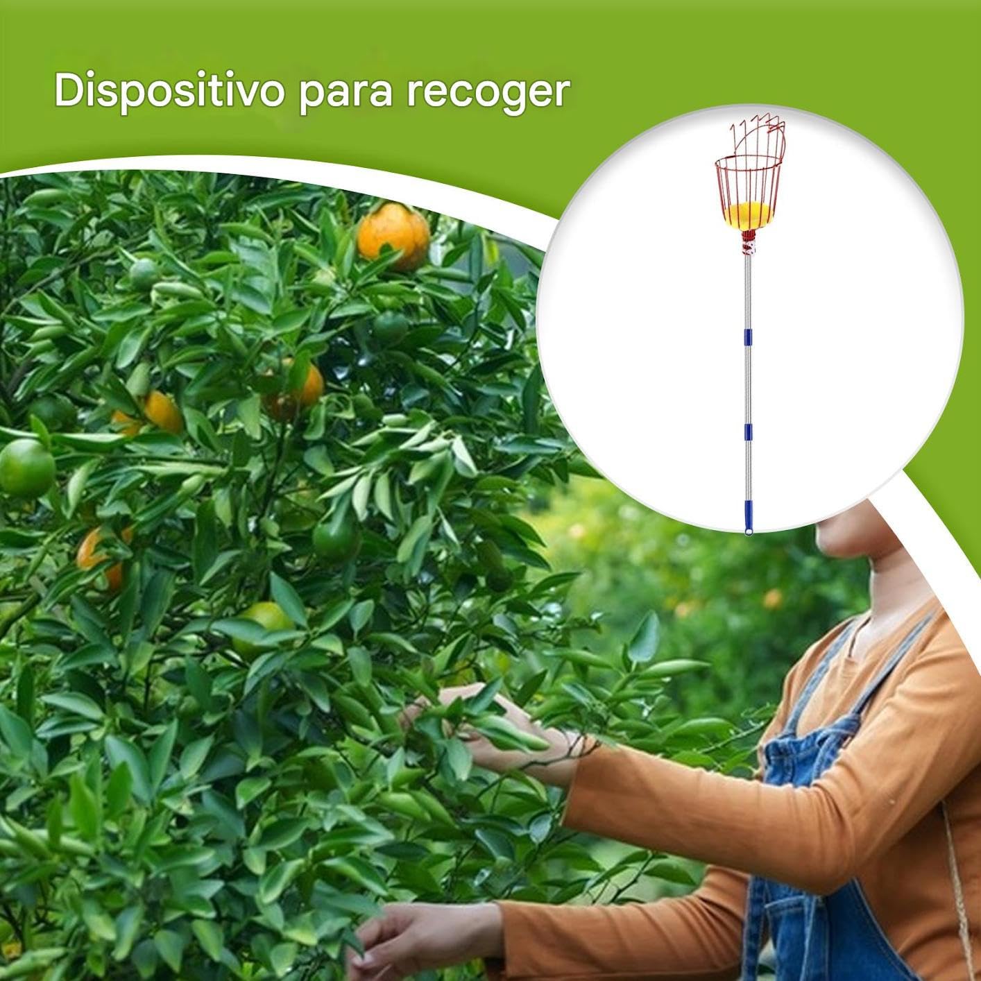Varilla Telescópica con Cesta para Frutas | Recolector de Árboles Frutales de 4 m - Herramienta Portátil de Recolección para Naranjas, Limones, Melocotones, Peras, Granadas, Aguacates y Huertos
