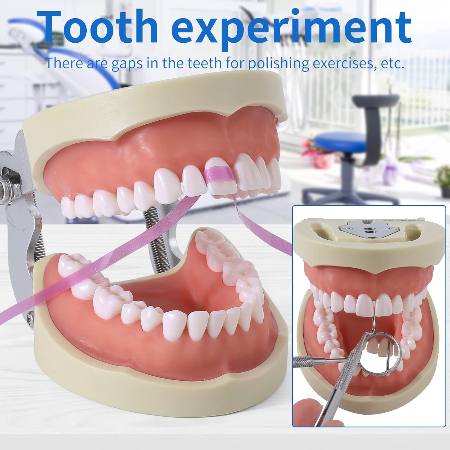 Dental Typodont Teeth Model - Removable Tooth Teach Practice Model Teaching Study Typodont Demonstration Model Come with a Small Screwdriver…