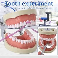 Vista 4 de Modelo dental de dientes Typodont - Diente extraíble Enseña Modelo de práctica de enseñanza Estudio Modelo de demostración de Typodont Viene con un