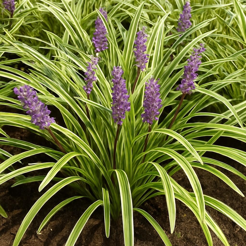 Perennial Farm Liriope M. 'Variegata' (Variegated Lilyturf) – Ornamental Grass in #1 Container, Lilac-Purple Flower Spikes, Variegated Green & Cream Foliage, Shade Tolerant, Great for Borders & Edging