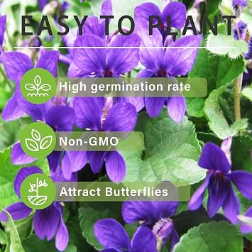Viola Seeds 1000 Pcs Purple Wild Violet Flower Seeds, Hardy Perennial Ground Cover, Shade Tolerant, Early Spring Bloom, Non-GMO Seeds for Garden Beds, Borders & Landscapes