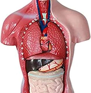 Study Model Human Body Model | Body Anatomy Model | 55Cm Human Anatomy Unisex Torso Assembly Visceral Anatomisk Model, Kids Anatomy Education Toy, 11Inch SaiFei