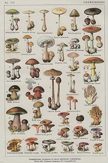 Uneedyt Vintage French Mushroom Chart Poster Collectors Exotic Specialty 24X36