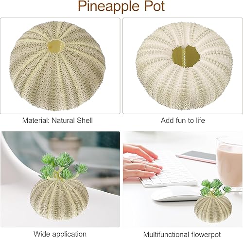 Miniatura 6 de BESPORTBLE Decoración del hogar, 4 unidades de conchas naturales de erizos de mar, conchas de mar decorativas para decoración del hogar,