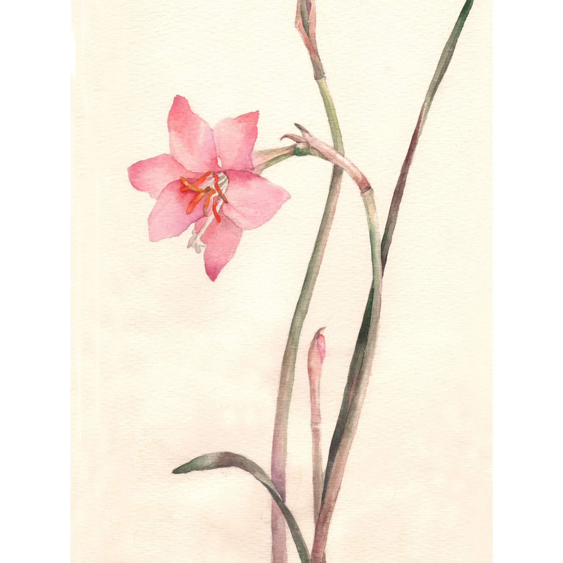 Wee Blue Coo Flower Zephyranthes Watercolour Art Print Poster Wall Decor