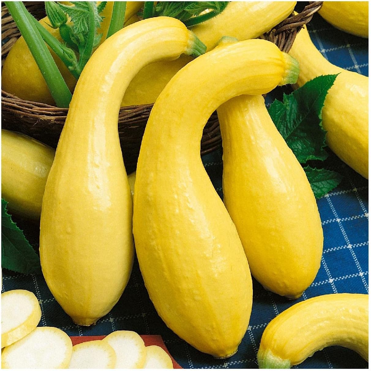 Everwilde Farms - 1/4 Lb Organic Early Summer Crookneck Summer Squash Seeds - Gold Vault