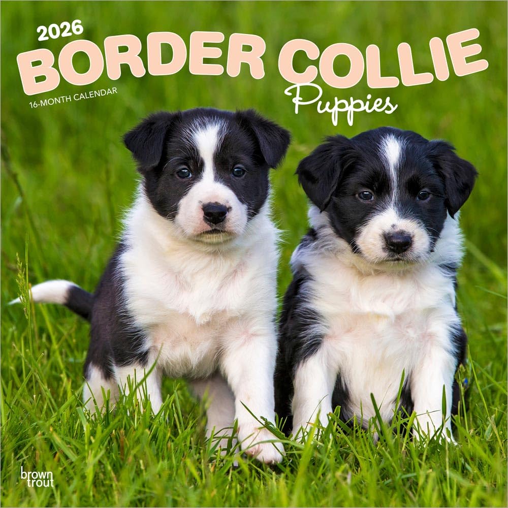 Border Collie Puppies - Border Collie Welpen 2026 - 16-Monatskalender: Original BrownTrout-Kalender [Mehrsprachig] [Kalender]