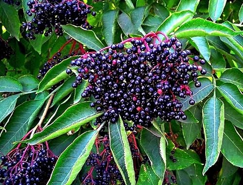 Semillas de saúco americano – 250 semillas para plantar – Sambucus Canadensis – Semillas sin OMG, cultivadas y enviadas desde Iowa. Fabricado en