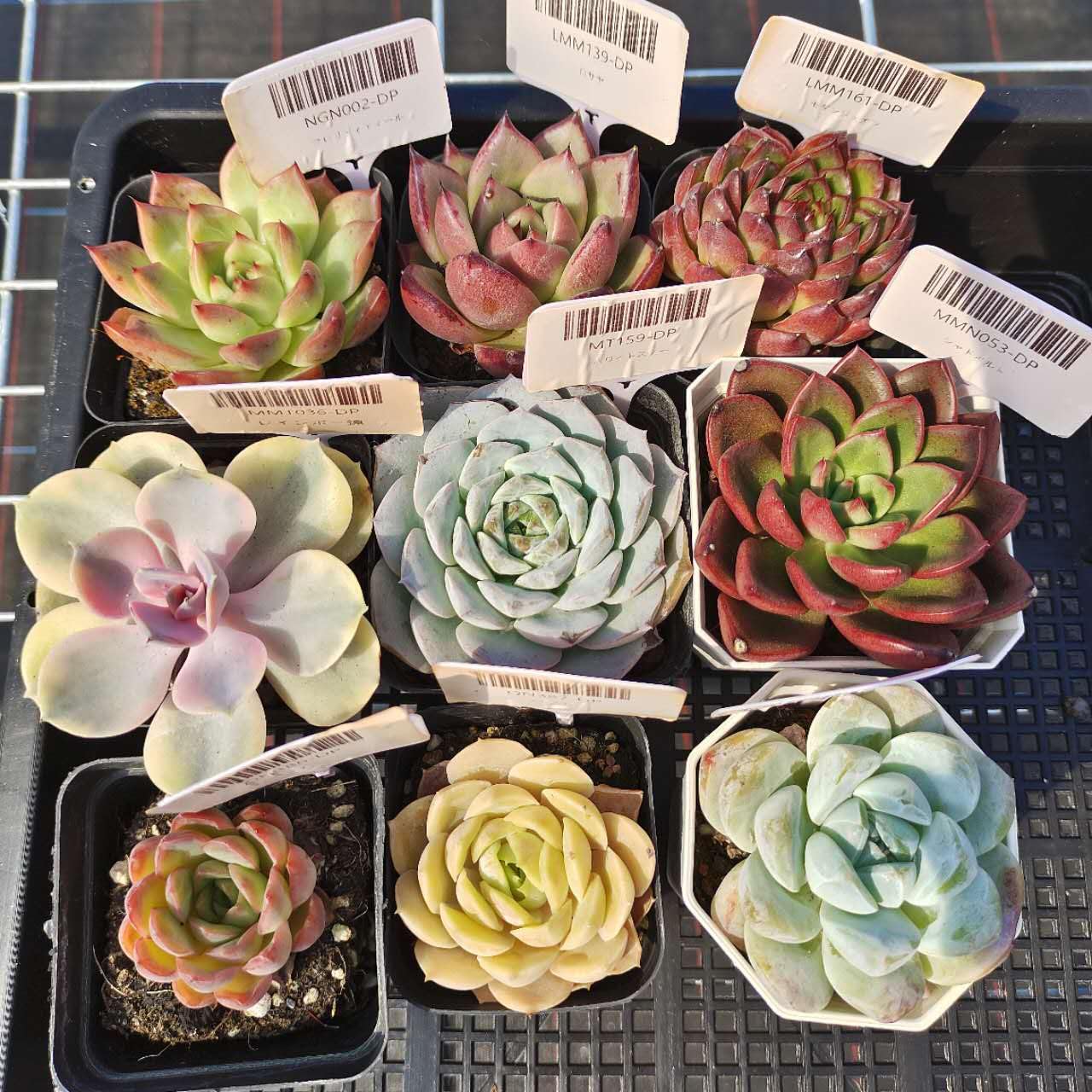 Amazon｜多肉植物 エケベリア 1セット9個 名前がある｜観葉植物 