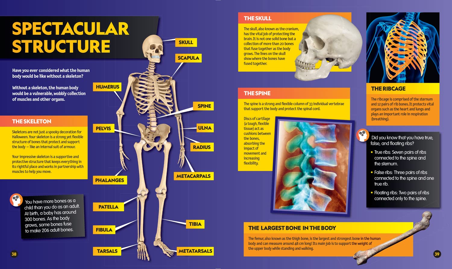 Everything: Human Body: Eye-opening facts and photos to tickle your brain!