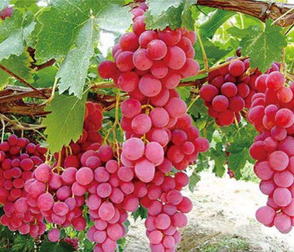 Creative Farmer Rare Grape Vanessa Red Seedless Fruit Healthy Live Plant In Poly Bag A (|PLANT-10-GRAPE4151APO) (B08QCS8BGF) Amazon Price History, Amazon Price Tracker