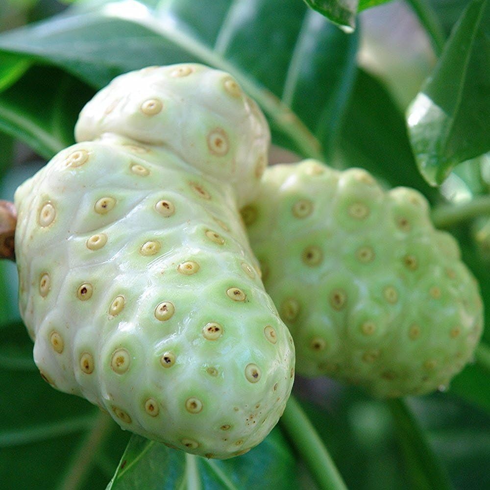 Noni Tree (Morinda Citrifolia) - Grow Now or Store for Future Planting - Capsule of 10 Seeds