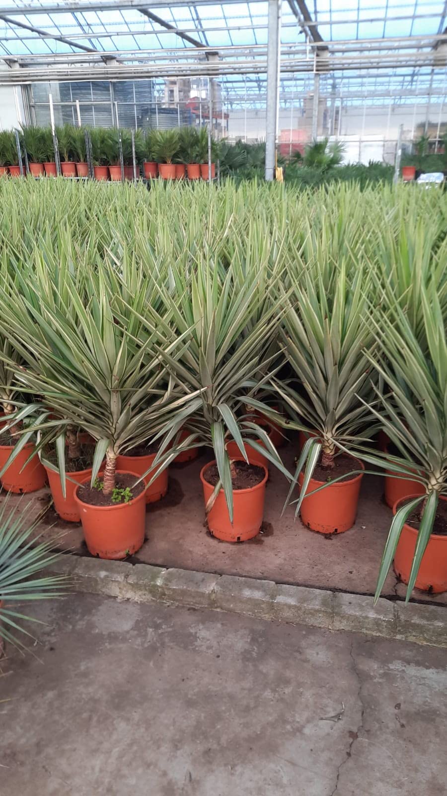 sansevieria für draußen Bogenhanf 'Moonshine'