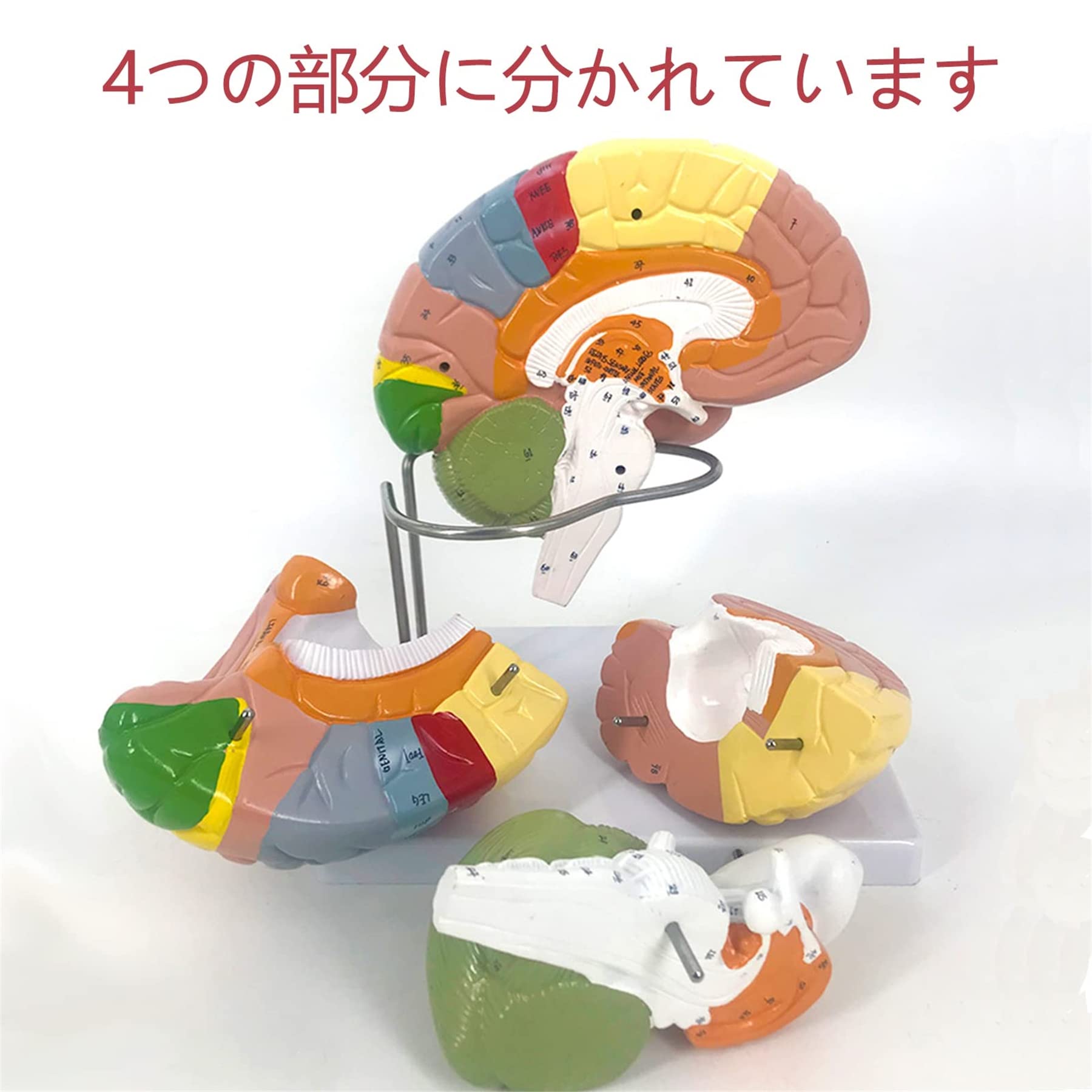 脳血管模型 教育説明用（脳血管模型が必要な人のために） 脳血管模型