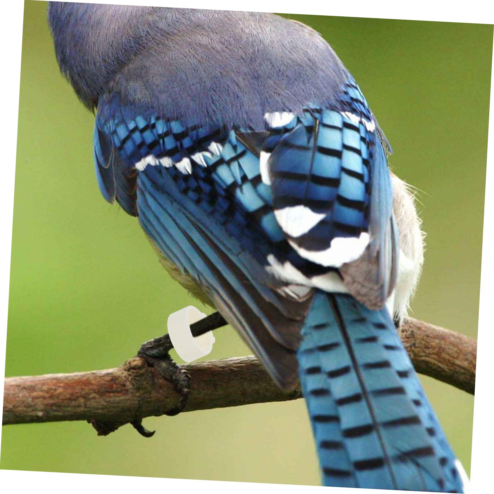 minkissy 900pezzi Anelli per Zampe di Uccelli Colorati Fascette per Piccioni e Pollame Identificazione Facile e Versatile per Pappagalli Anatre e Galline