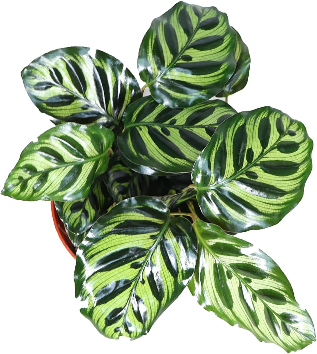 Calathea Peacock Makoyana- 6'' from California Tropicals