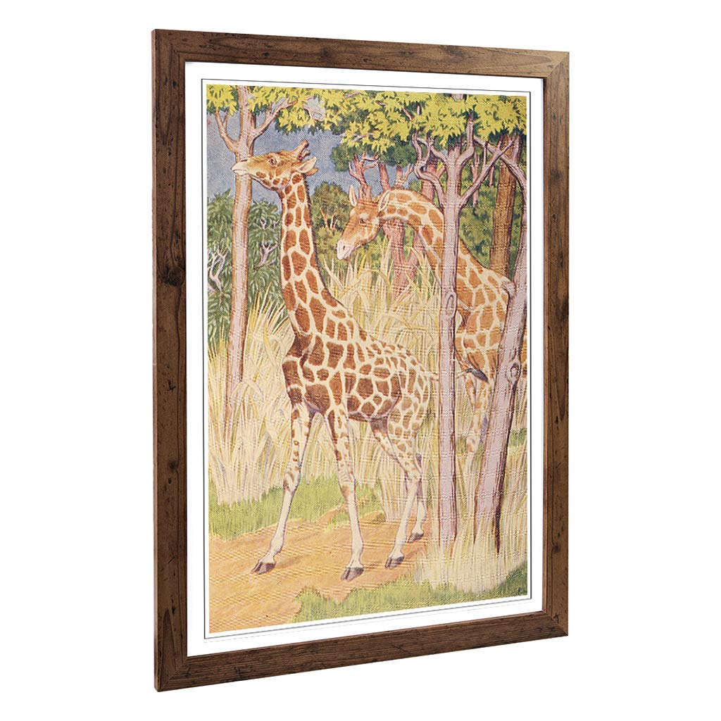 Big Box Art Framed Print of Vintage Percy J Billinghurst Giraffes Design | Wall Art Picture | Home Decor for Kitchen, Living Room, Bedroom, Hallway, Walnut, A2 / 24.5x18 Inch / 62x45cm