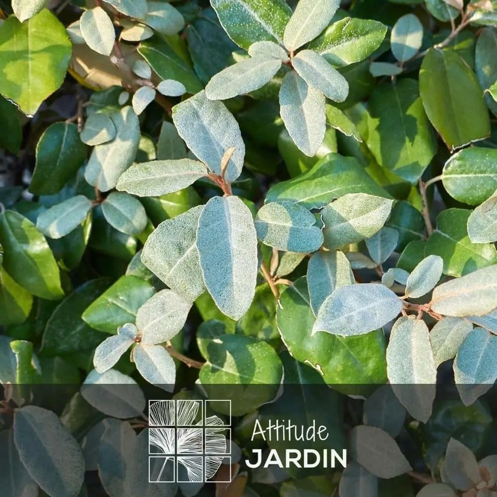 Attitude Jardin - Eleagnus ebbingei - piante di siepi - 90-100 cm - ⌀ 24 cm - pianta da esterno