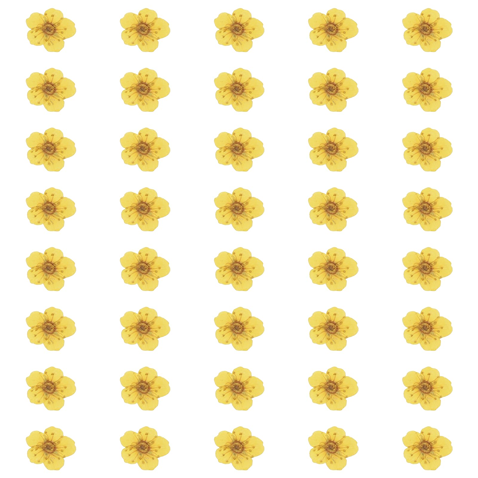 sourcing map 40Pcs Dried Pressed Flowers, 0.24-0.31" Colorful Dried Pressed Narcissus Flowers Bulk for Nail Art Resin Jewelry Candle Card Making Scrapbook Phone Case Decoration, Lemon Yellow