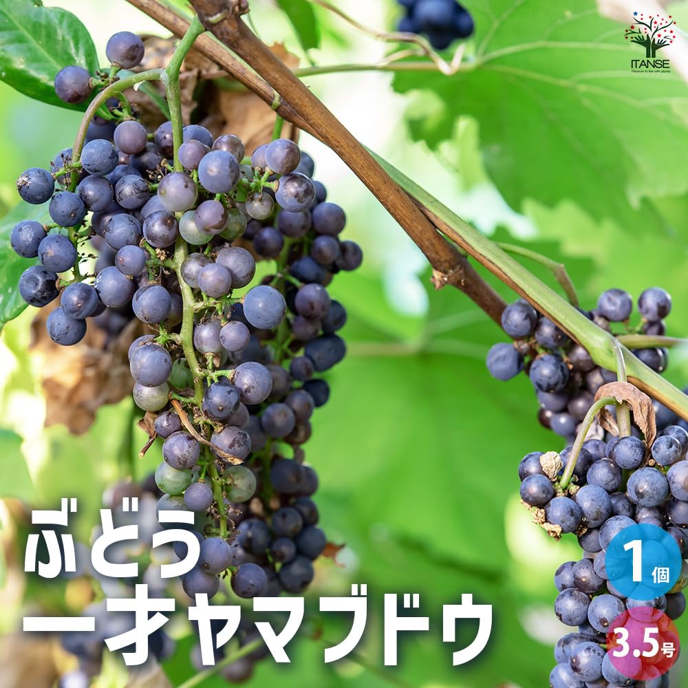 自家製ブドウ 糖度20度を超える「幻のブドウ」には、生産者一家の思いが詰まってい 果物