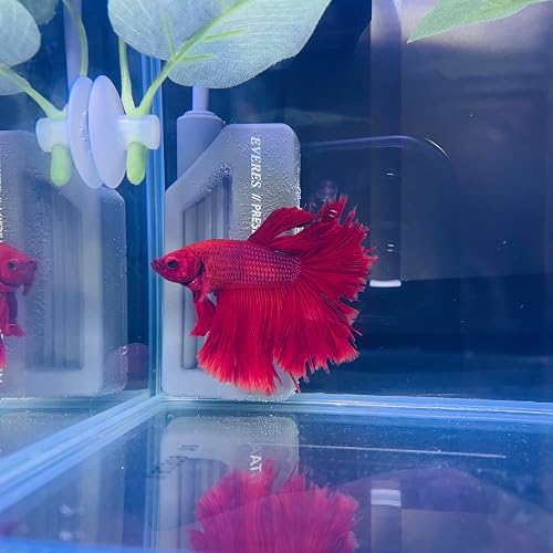 Amazon | エヴァリス プリセットオートヒーター 15 BETTA ベタ専用