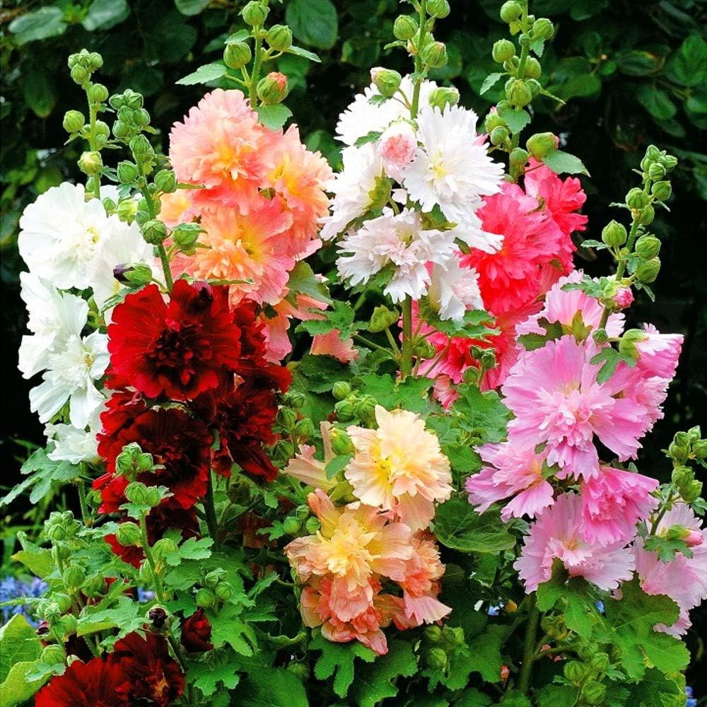 Major Double Hollyhock Giant Mix Mallow Annual Outdoor Garden Cut Flower for Planting