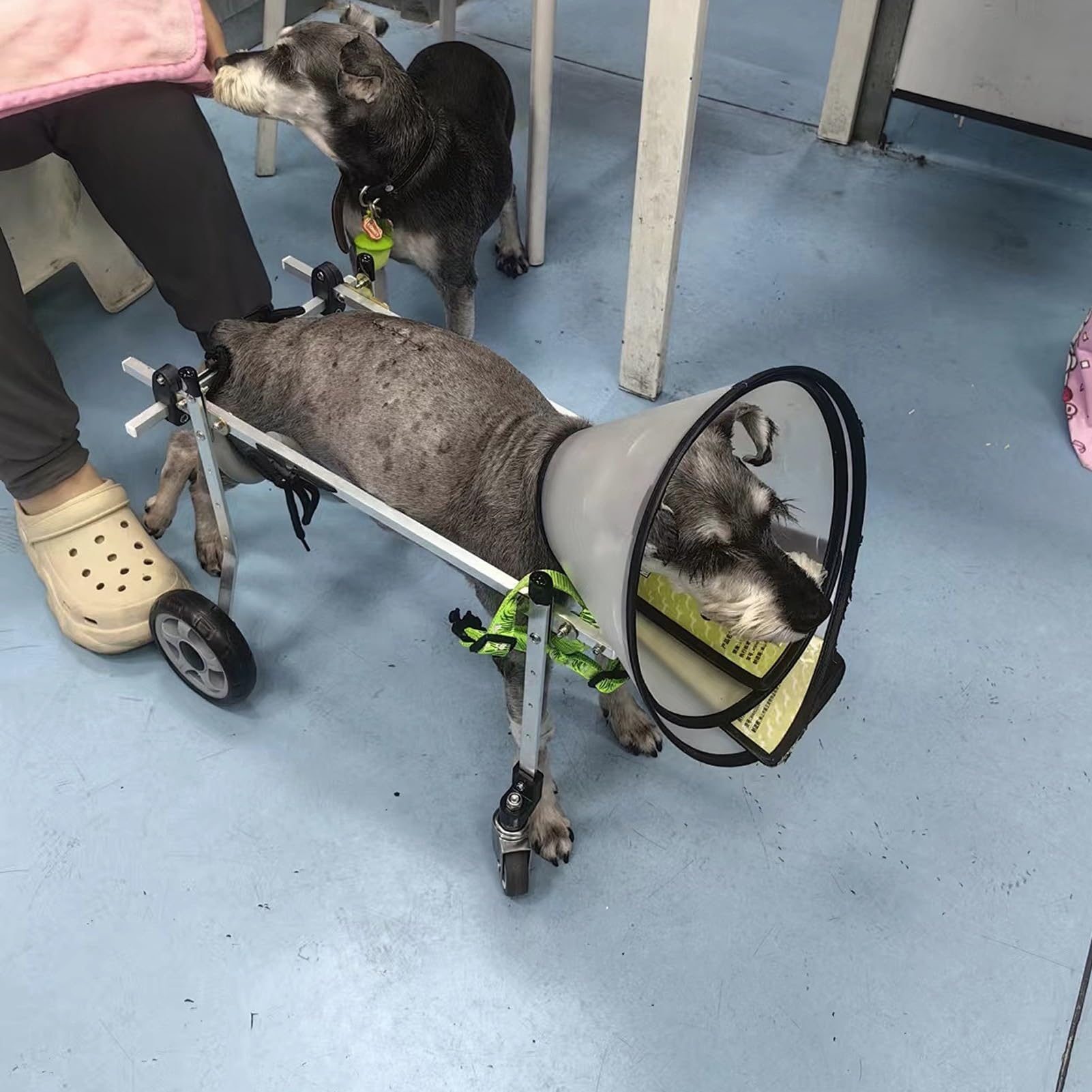 Fauteuil roulant réglable pour chiens, chariot léger animaux de compagnie blessés
