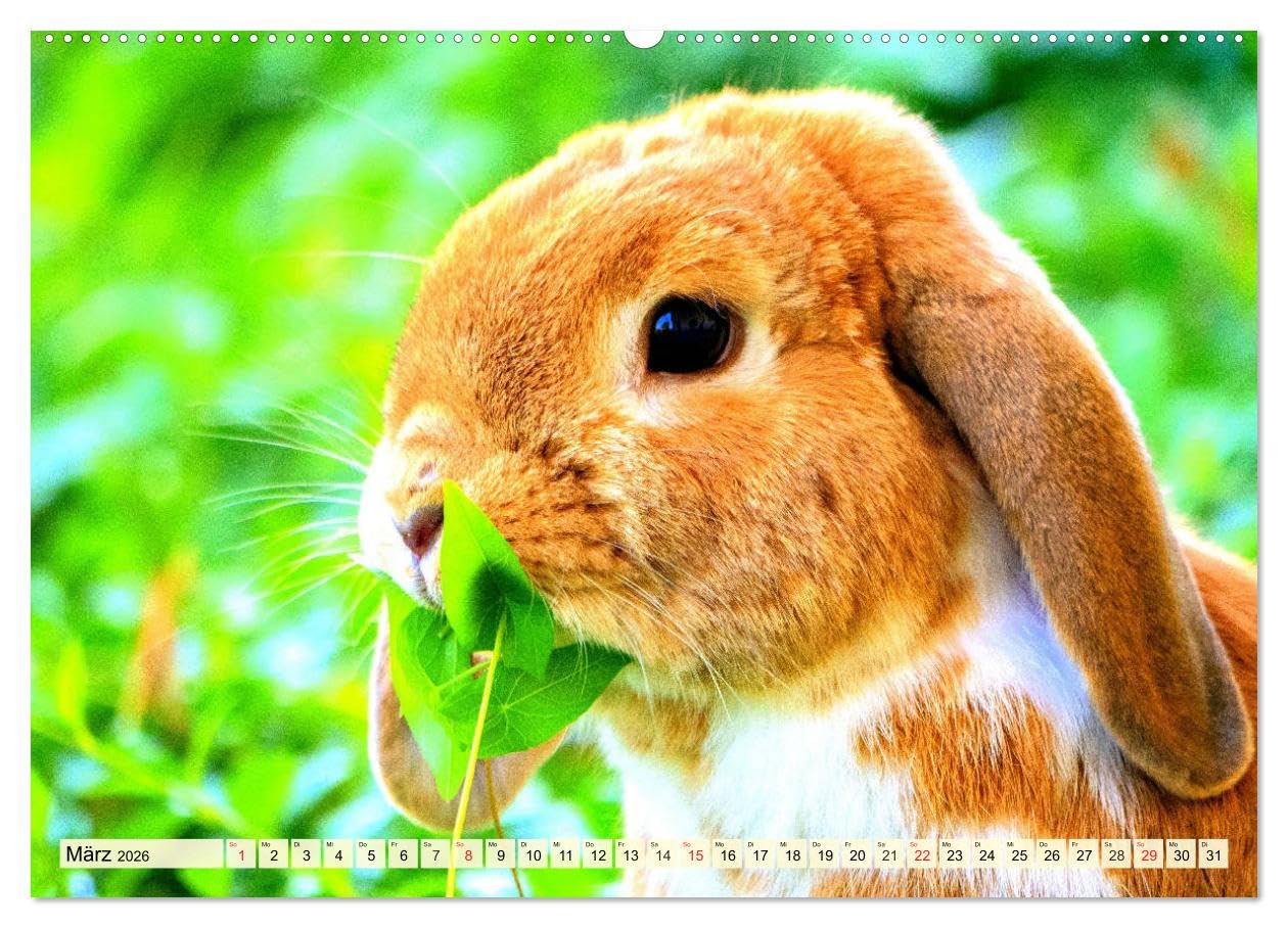 Nagetiere. Hamster, Kaninchen und Co. (Wandkalender 2026 DIN A2 quer), CALVENDO Monatskalender: Hübsche Exemplare aus der großen Familie der Nagetiere (CALVENDO Tiere)