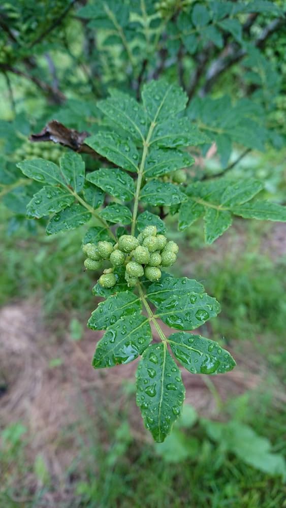 岐阜県産　飛騨　山椒の実１キロ（無農薬） 岐阜県産飛騨山椒の実1キロ（無農薬）
