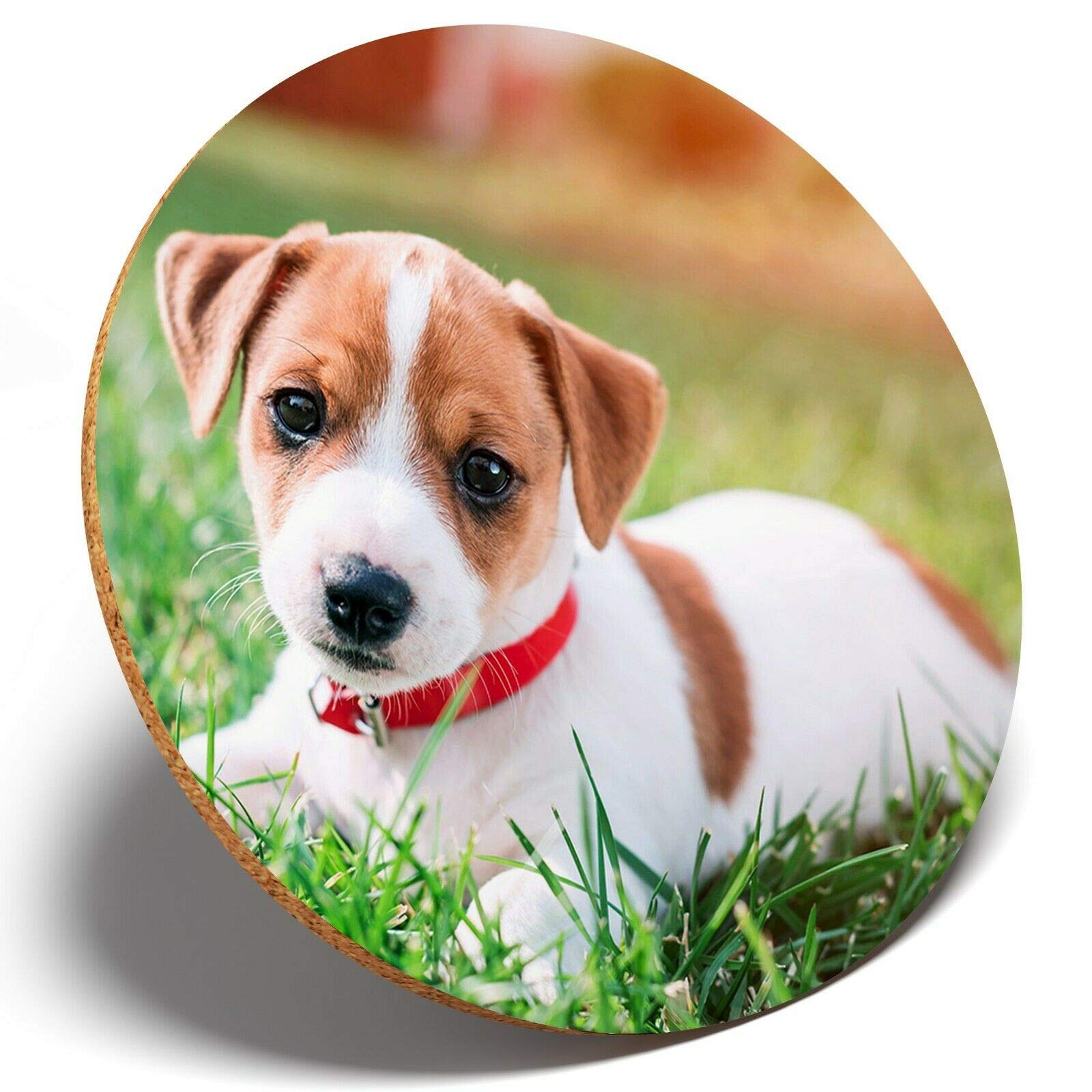 1 X Cute Jack Russell Terrier - Round Coaster Kitchen Student Kids #15879