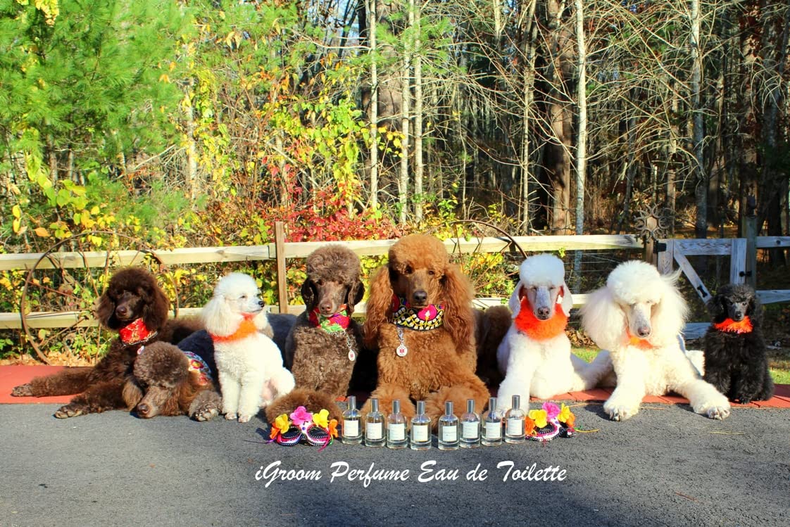 iGroom Pet Perfume Pleasia 1, Luxury Pet Beauty Care, Verbena Scent, Long Lasting, Made in USA, 100 ml