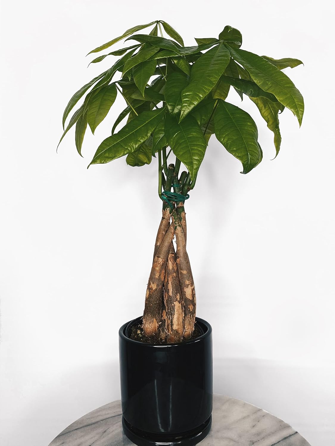 Money Tree 4" Pot Grocery & Gourmet Food