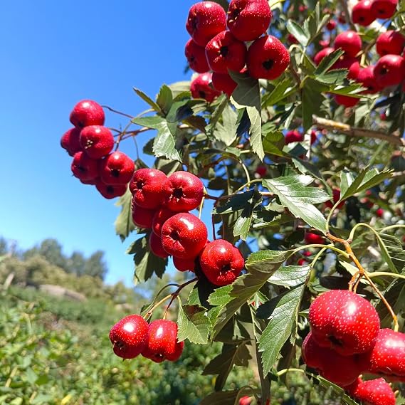 Dried Hawthorn Berries Hawthorn Berry tea Hawthorn Slices (130g)