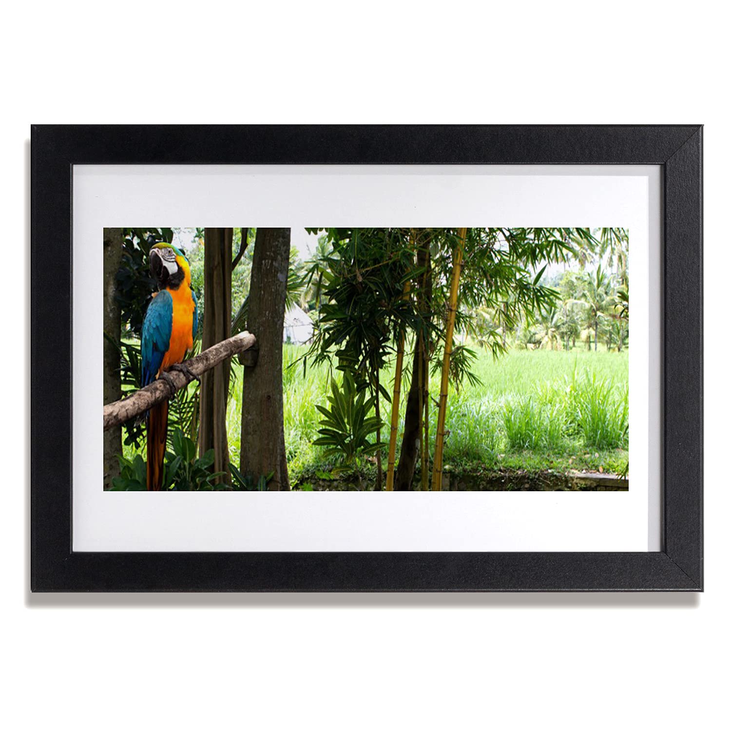 Affiche avec cadre pour mur vide Tulup image murale Parrot Tree - 5