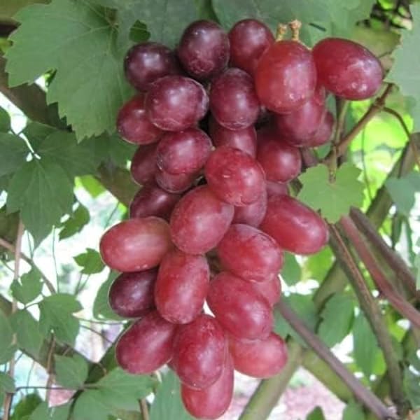 FáCil De Mantener Uva rara Crea RáPidamente Un Hermoso JardíN-1bulbo-H - 5